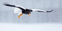 Steller's Sea Eagle (Haliaeetus pelagicus) in flight, searching for food, Hokkaido, Japan, February.
