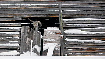 Ural Owl (Strix uralensis) in old barn, Kuusamo, Finland, February.