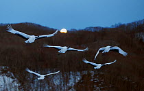 Red-crowned Cranes (Grus japonicus) flying at twilight, Hokkaido, Japan, February.