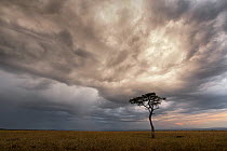 Whistling thorn tree (Acacia drepanolobium) in open Savanna Grassland under storm clouds, Masai Mara National Reserve, Kenya