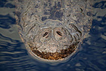 American Alligator (Alligator mississippiensis), nose, Everglades National Park, Florida, USA. January.