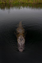 American Alligator (Alligator mississippiensis), Everglades, Florida, USA. January.