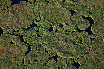 Reed (Phragmites australis) Island from above (aerial view), Danube Delta, Romania, June.. June.
