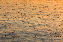 Mayflies (Palingenia longicauda) swarming at sunset, Danube Delta, Romania. June.