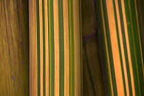 Bamboo stems (Bambusa vulgaris striata), Sichuan, China
