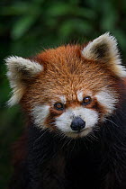 Red panda, (Ailurus fulgens), captive occurs China