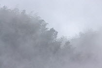 Bamboo (Phyllostachys heterocycla) forest in fog, Shunan Bamboo Sea, Shunan Zhuhai National Park, Sichuan, China