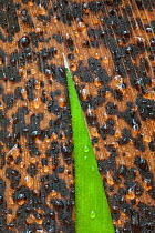 Bamboo (Phyllostachys heterocycla) stem close-up, Sichuan, China