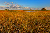 Sawgrass Prairie, Everglades National Park, Florida, USA. January.