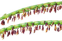 Fakahatchee grass (Tripsacum dactyloides), Everglades, Florida, USA. January.