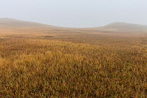 Prairie grassland in mist, Badlands National Park, South Dakota, USA