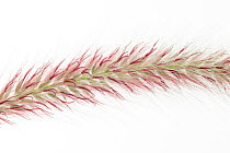 Red fountain grass (Pennisetum setaceum), Kenya
