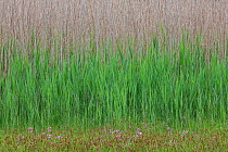 Reed (Phragmites australis), in spring, Germany. May.