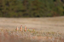 Black-tailed prairie dogs (Cynomys ludovicianus) group at burrow entrance, South Dakota, USA. September.