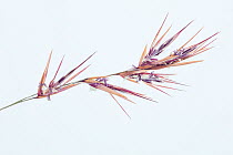 Reed (Phragmites australis) flower detail, Germany