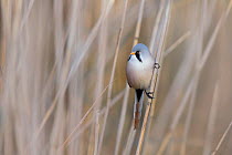 Bearded Tit (Panurus biarmicus) perching on reeds, Germany, October.