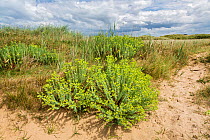 Sea Spurge (Euphorbia paralias), Dee Estuary,  Hoylake, Wirral, UK, June.