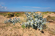 Sea Holly (Eryngium maritimum) on shore of Dee Estuary with Hilbre Island in the background Hoylake Wirral UK August 1638