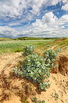 Sea Holly (Eryngium maritimum) on low sand dunes on shore of Dee Estuary Hoylake Wirral UK June 52243