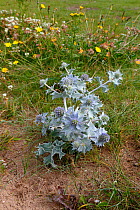 Young Sea Holly (Eryngium maritimum) plant in bloom on low sand dunes, Dee Estuary, Hoylake, Wirral, UK, July.