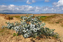 Sea Holly (Eryngium maritimum) on low sand dunes, Dee Estuary with North Wales and Hilbre Island in the distance, Hoylake, Wirral, UK, July.