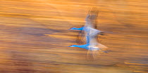 Sandhill cranes (Antigone canadensis) two in flight, blurred motion. Bosque del Apache, National Wildlife Refuge, New Mexico, USA, January.