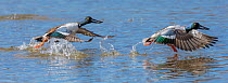 Northern shoveler (Anas clypeata) taking off, Bosque del Apache, National Wildlife Refuge, New Mexico, USA, January.