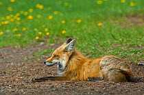 Red fox (Vulpes vulpes) at rest, Shoshone National Forest, Wyoming, USA May