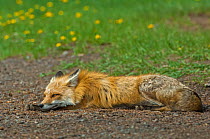 Red fox (Vulpes vulpes) at rest, Shoshone National Forest, Wyoming, USA May