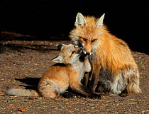 Red fox (Vulpes vulpes) cub with female near den, Shoshone National Forest, Wyoming, USA May
