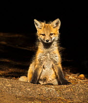 Red fox (Vulpes vulpes) cub sitting portrait, Shoshone National Forest, Wyoming, USA May