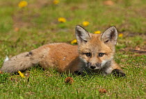 Red fox (Vulpes vulpes) cub at rest, Shoshone National Forest, Wyoming, USA May
