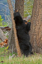Black bear (Ursus americanus) sow scratching her back on tree,  Yellowstone National Park, Wyoming, USA May