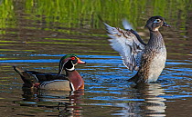 Wood duck (Aix sponsa) mating pair swimming on water, female duck flapping wings, Acadia National Park, Maine, USA May