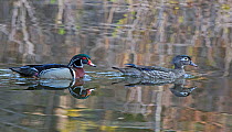 Wood duck (Aix sponsa) mating pair swimming on water, Acadia National Park, Maine, USA May