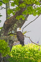 Bald eagle (Haliaeetus leucocephalus) Acadia National Park, Maine, USA June