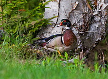 Wood duck (Aix sponsa) drake in breeding plumage against Paper birch (Betula papyrifera) Acadia National Park, Maine, USA June