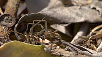 Female Nursery web spider (Pisaura mirabilis) accepting nupital gift from mate, UK. Captive.