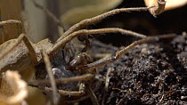 Pair of Nursery web spiders (Pisaura mirabilis) feeding together, preparing to mate, UK. Captive.