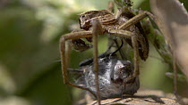 Close up of a Nursery web spider (Pisaura mirabilis) grooming , UK. Captive.