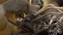 Close-up of a pair of Nursery web spiders (Pisaura mirabilis) mating, UK. Captive.