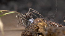 Male Nursery web spider (Pisaura mirabilis) picking up a fly wrapped in silk, UK. Captive.