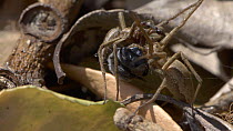 Pair of Nursery web spiders (Pisaura mirabilis) preparing to mate, UK. Captive.
