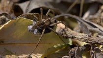 Male Nursery web spider (Pisaura mirabilis) offering a nupital gift to a female, UK. Captive.