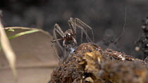 Male Nursery web spider (Pisaura mirabilis) wrapping up prey, UK. Captive.