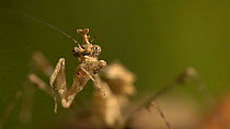 Close up of a Cryptic mantis (Sibylla pretiosia) catching and eating a fruit fly, UK. Captive.