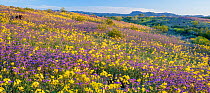 Whipple Mountain foothills, with flowering Notch-leaf scorpion-weed (Phacelia crenulata) and Heartleaf evening primrose (Camissonia cardiophylla) with the Riverside and Big Maria Mountains in the back...