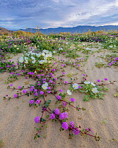 1563786 - - Desert landscape with flowering Sand verbena (Abronia), Desert gold (Geraea canescens), and Birdcage evening primrose (Oenothera deltoides), with the Santa Rosa Mountains in background. An...