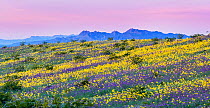 Whipple Mountain foothills, with flowering Notch-leaf scorpion-weed (Phacelia crenulata) and Heartleaf evening primrose (Camissonia cardiophylla) with the Riverside and Big Maria Mountains in the back...