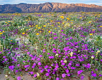 Desert landscape with flowering Sand verbena (Abronia), Desert gold (Geraea canescens), and Birdcage evening primrose (Oenothera deltoides), with the Santa Rosa Mountains in background.  Anza-Borrego...